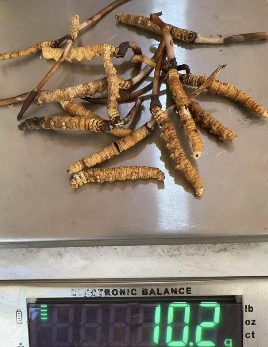 高海拔 断草（果洛）