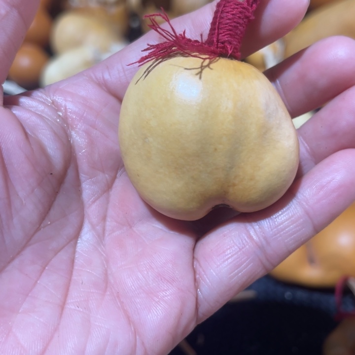 金***子葫芦哈哈哈哈哈哈哈哈