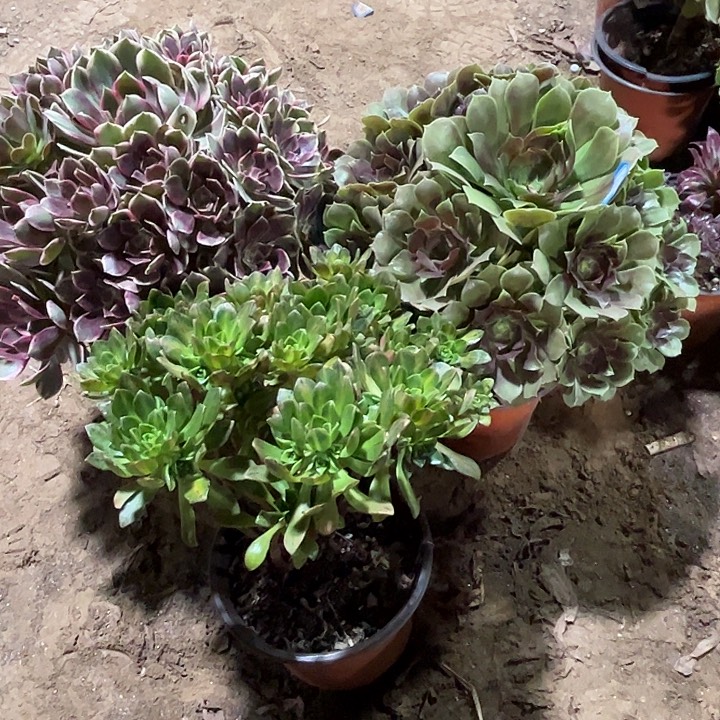 641多肉植物瑕疵特价