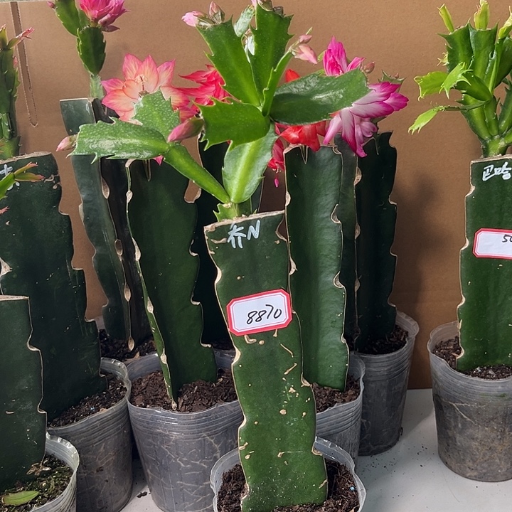 毽***扬当前无花栽培后可以开花乔恩