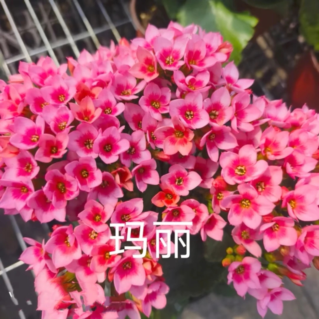 玛丽~～稀有品种爆盆长寿花卉年宵花