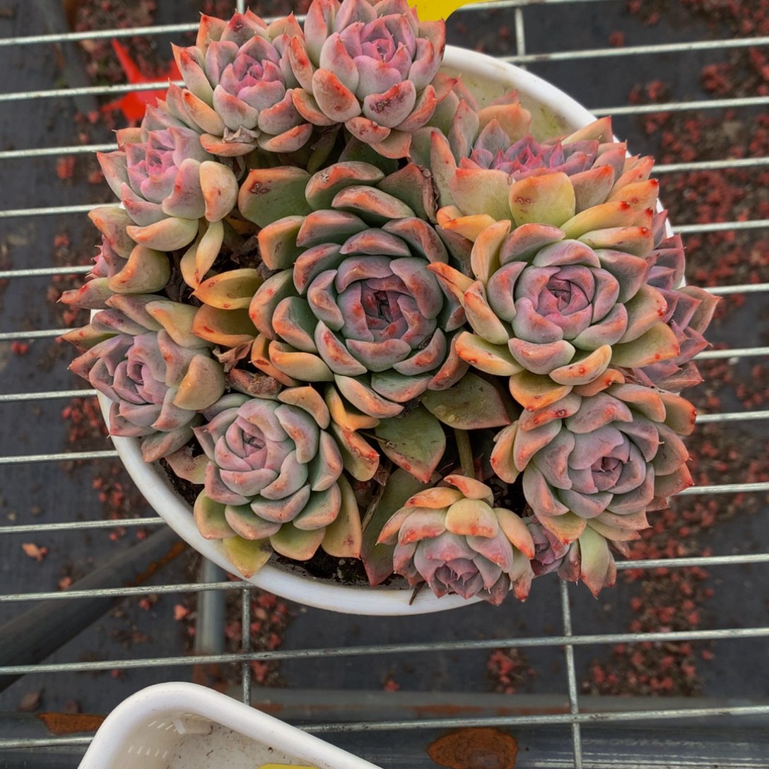 一物一拍1862-10-25