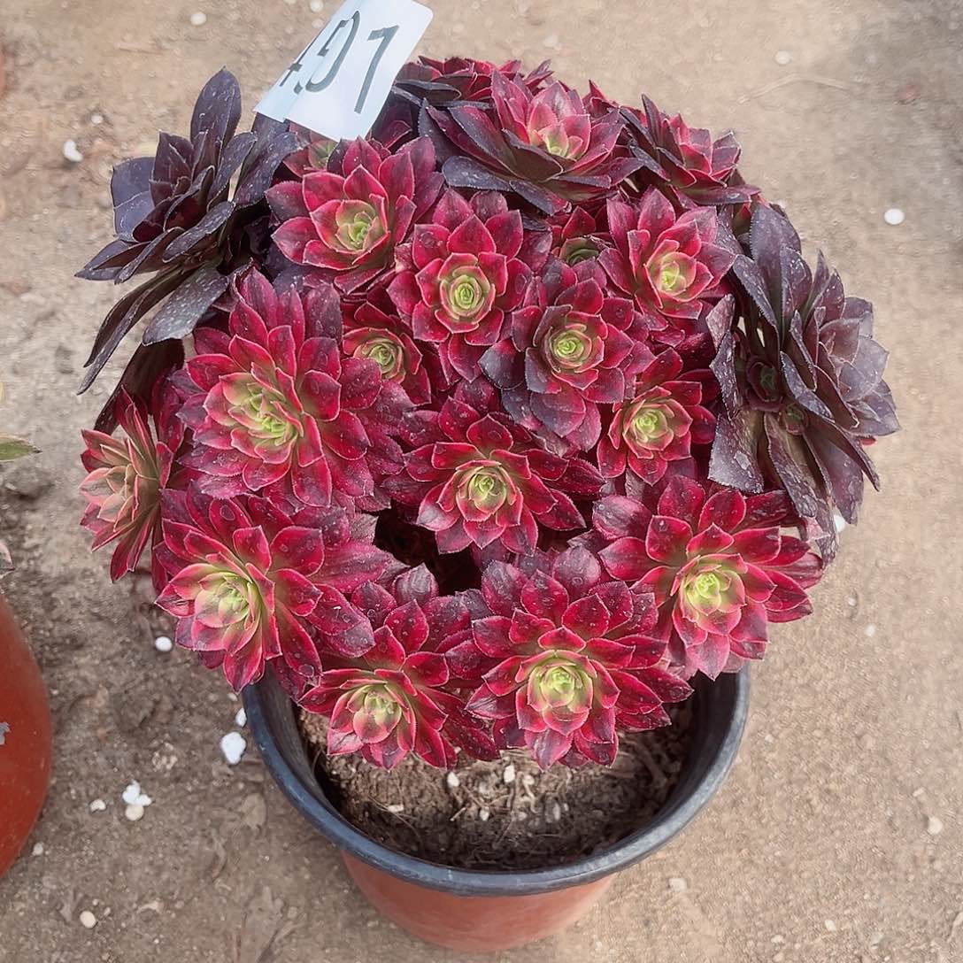 4501粉体安娜多肉植物