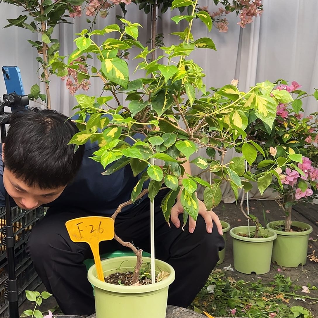 米***酒大部分花苞少量开放F26橙白