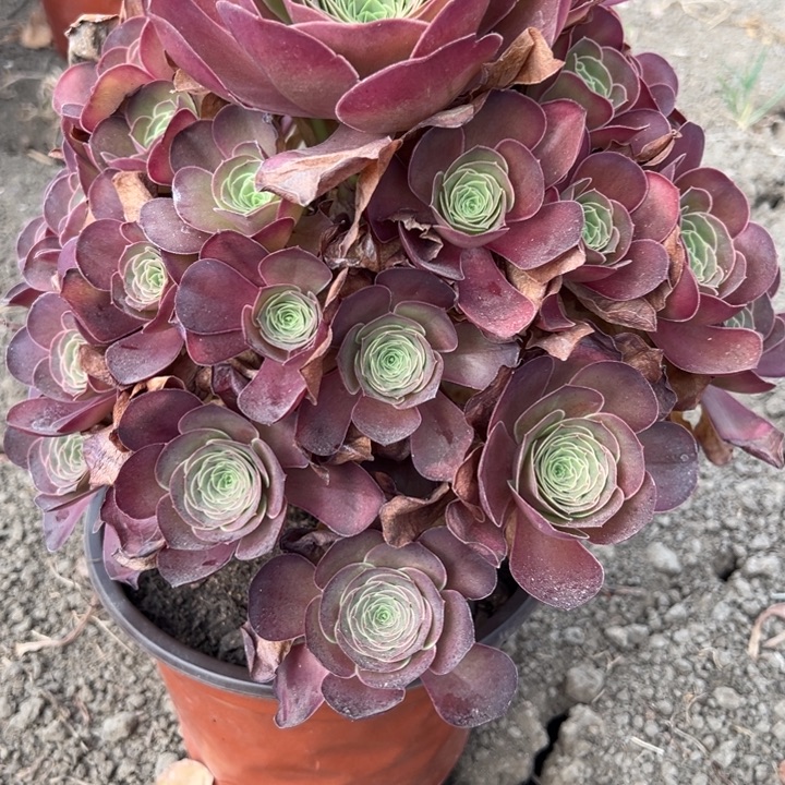 魅金没关玫瑰多少植物花花