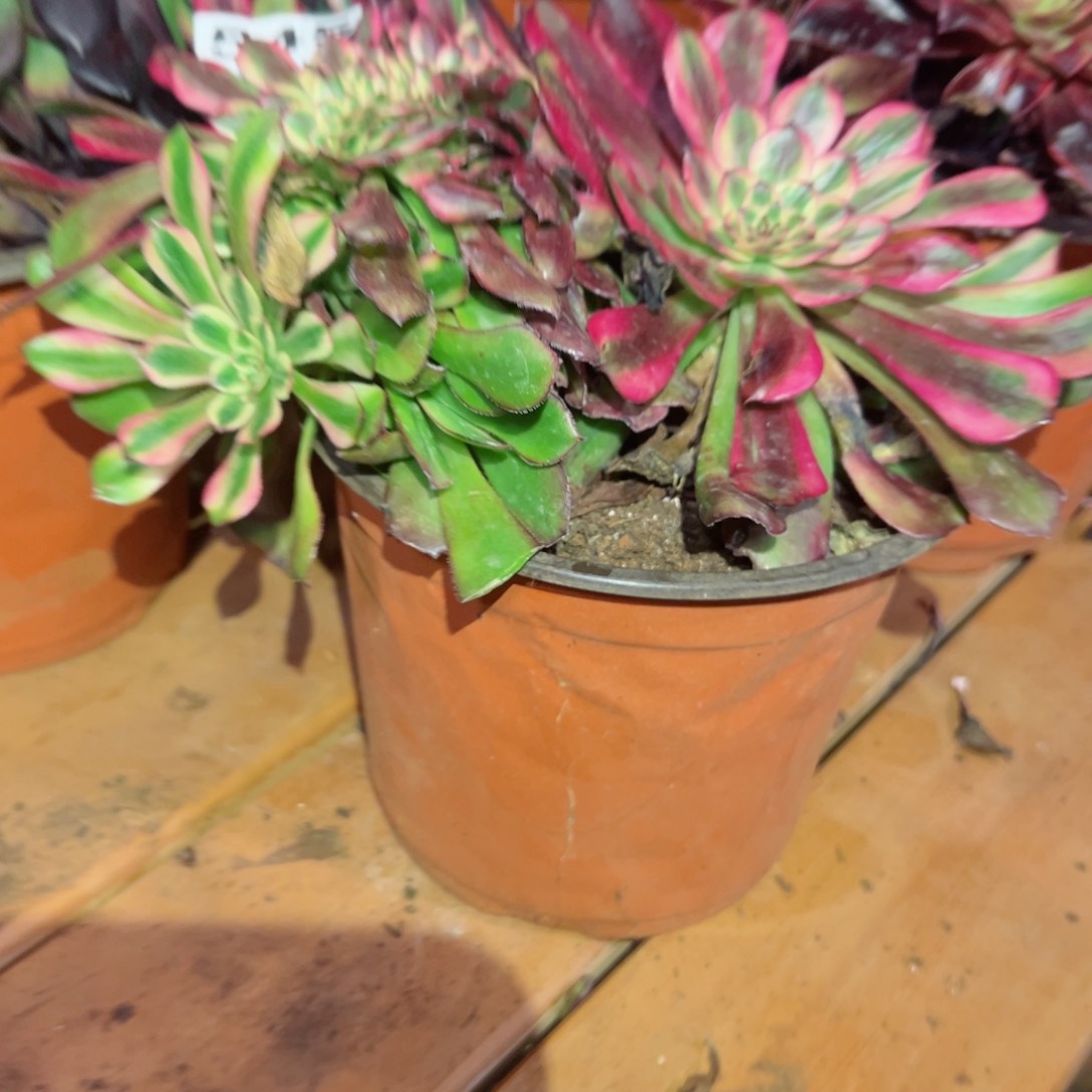 545 号多肉植物法师新年福利