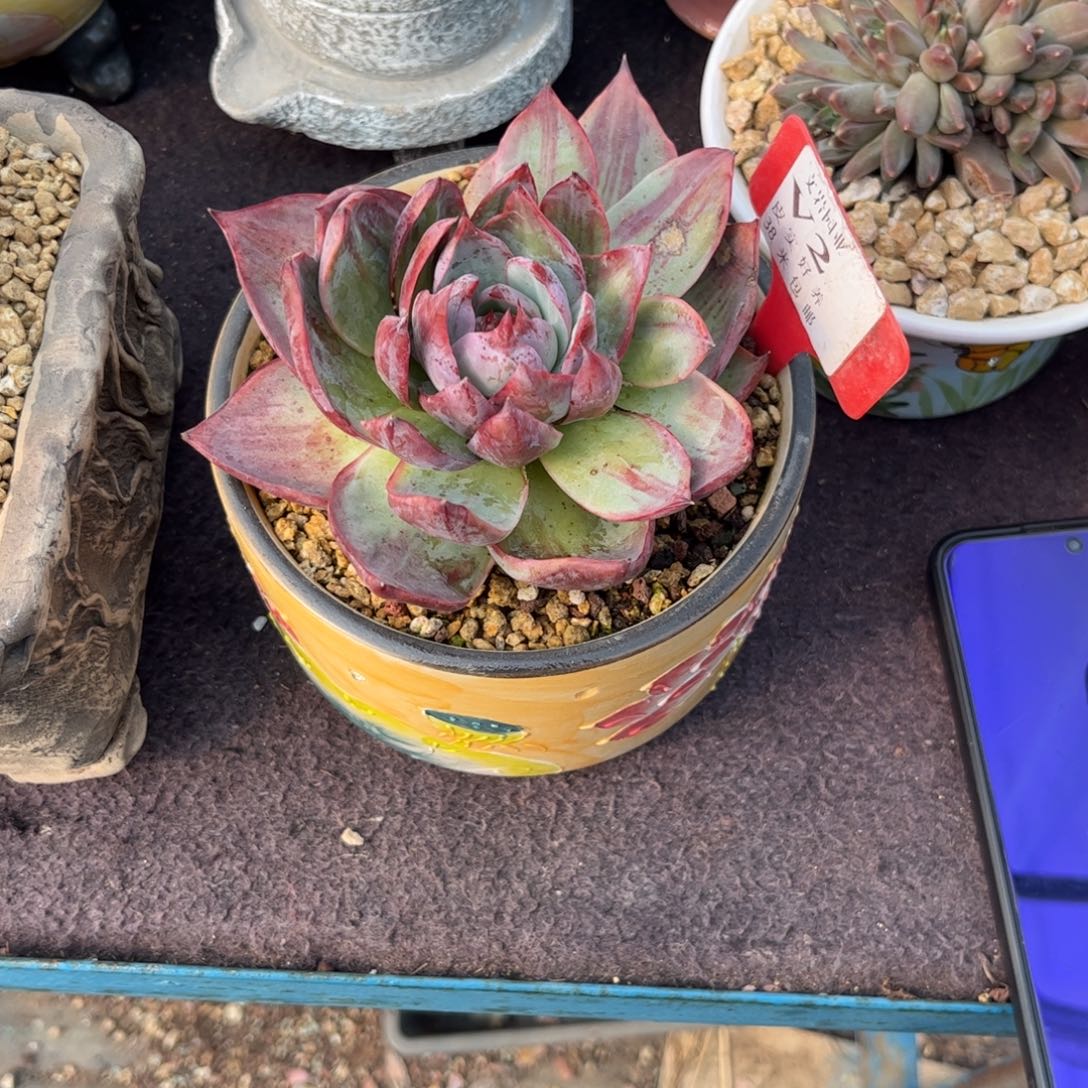 七*o多肉植物11111惊鸿