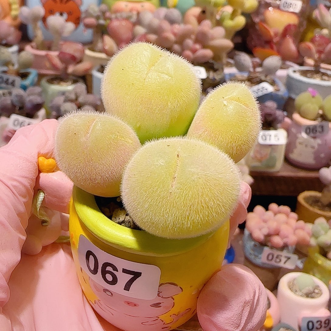 小***司T肥肥毛翠盆口3cm