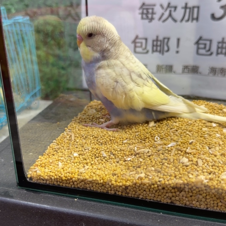 虎皮鹦鹉大头虎皮鹦鹉