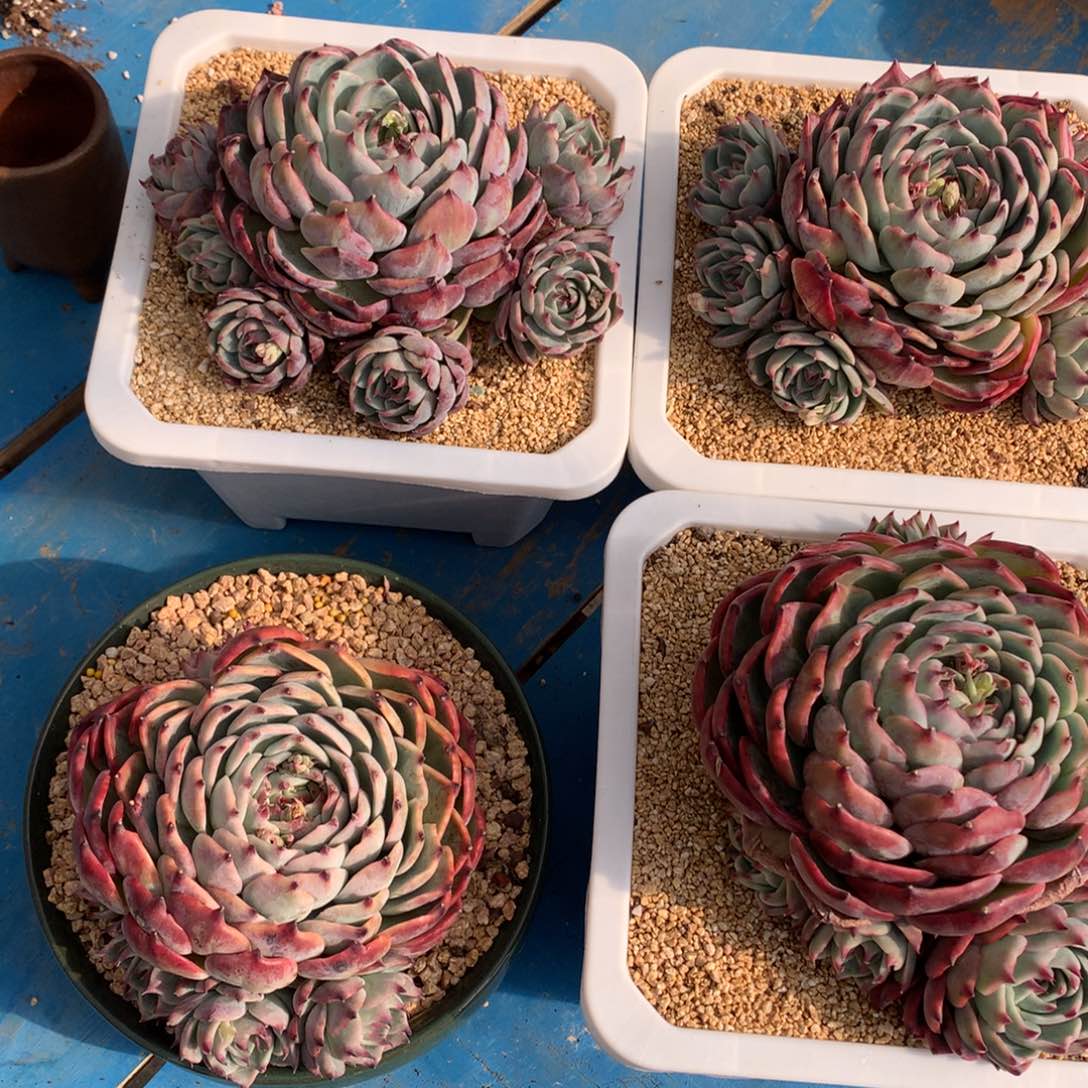 惊鸿仙子群生四颗