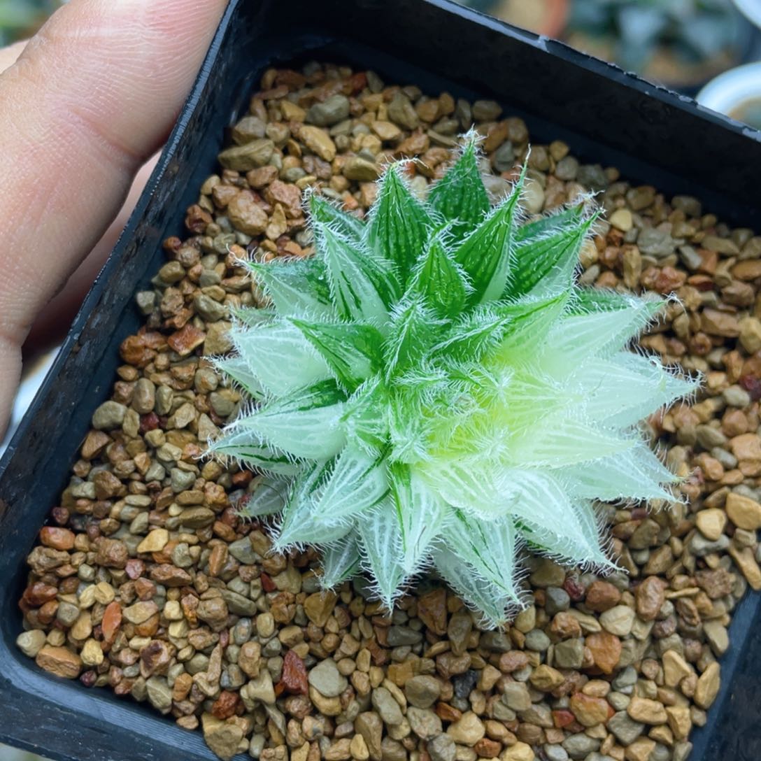 实生原始种玉露锦十二卷