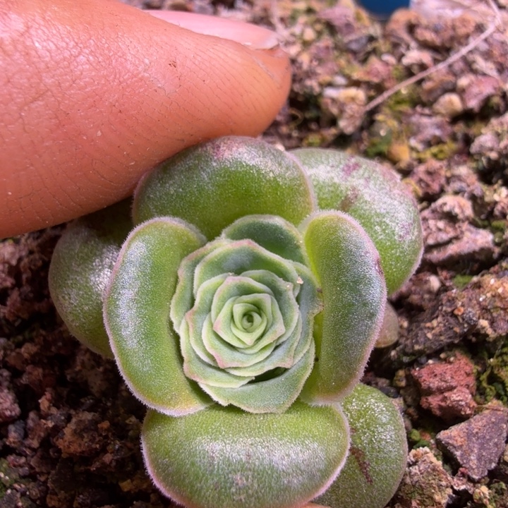 朱朱126绝色一号   玫瑰