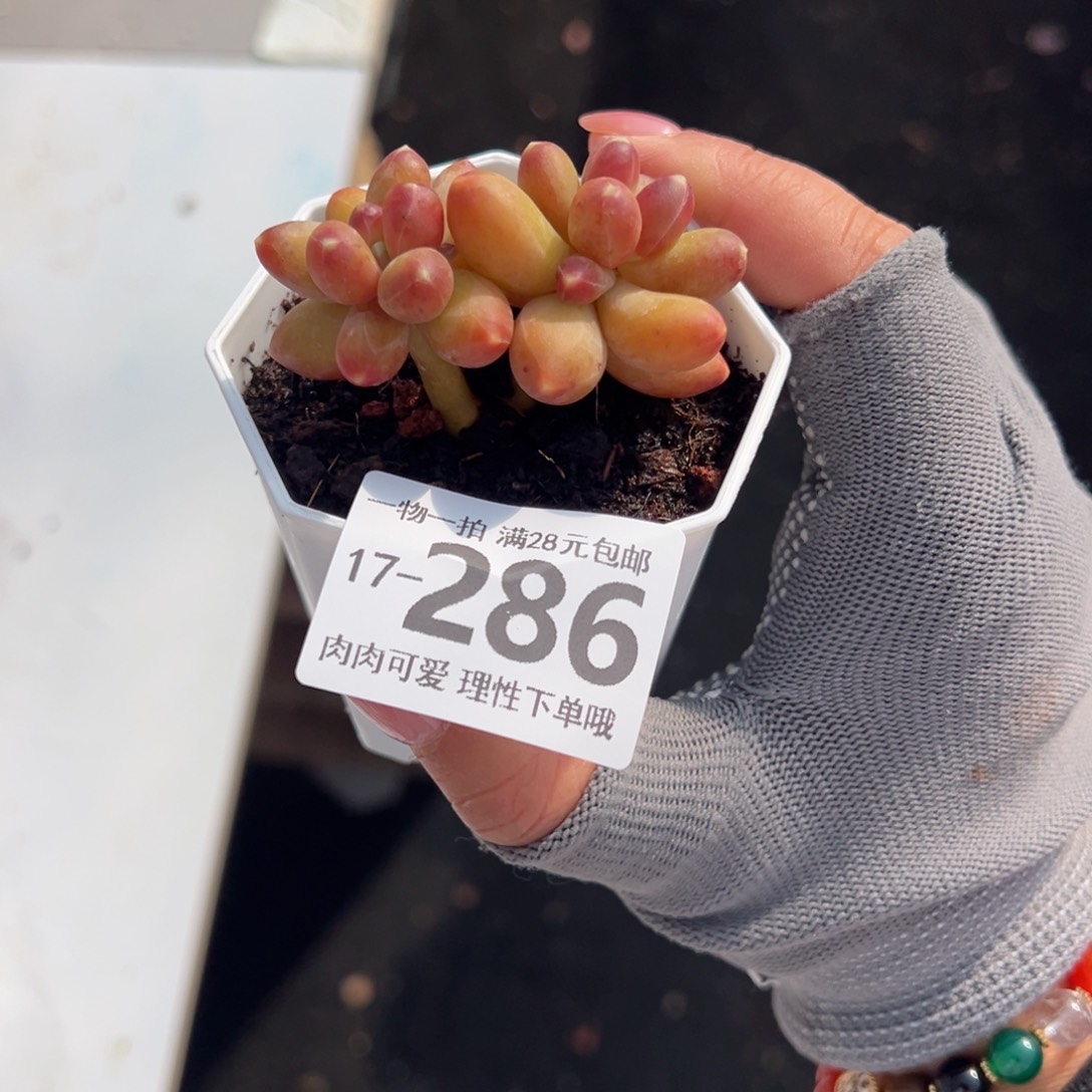 千代田之松多肉多肉多肉