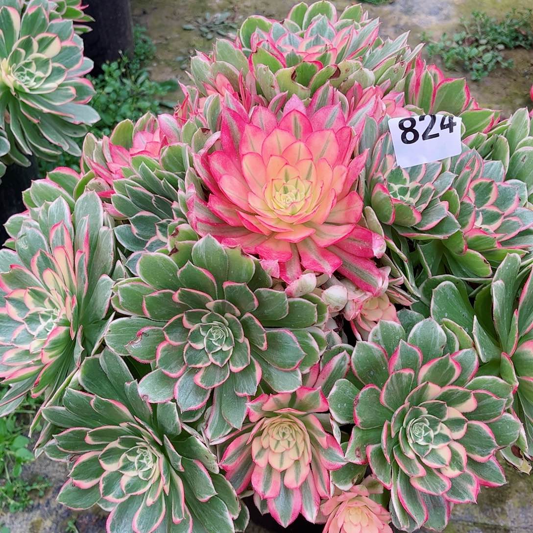 无花朵Z****7多肉植物824