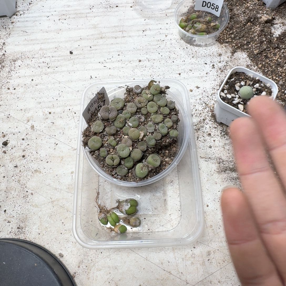 Y*.D057。玉米。空卡多肉植物