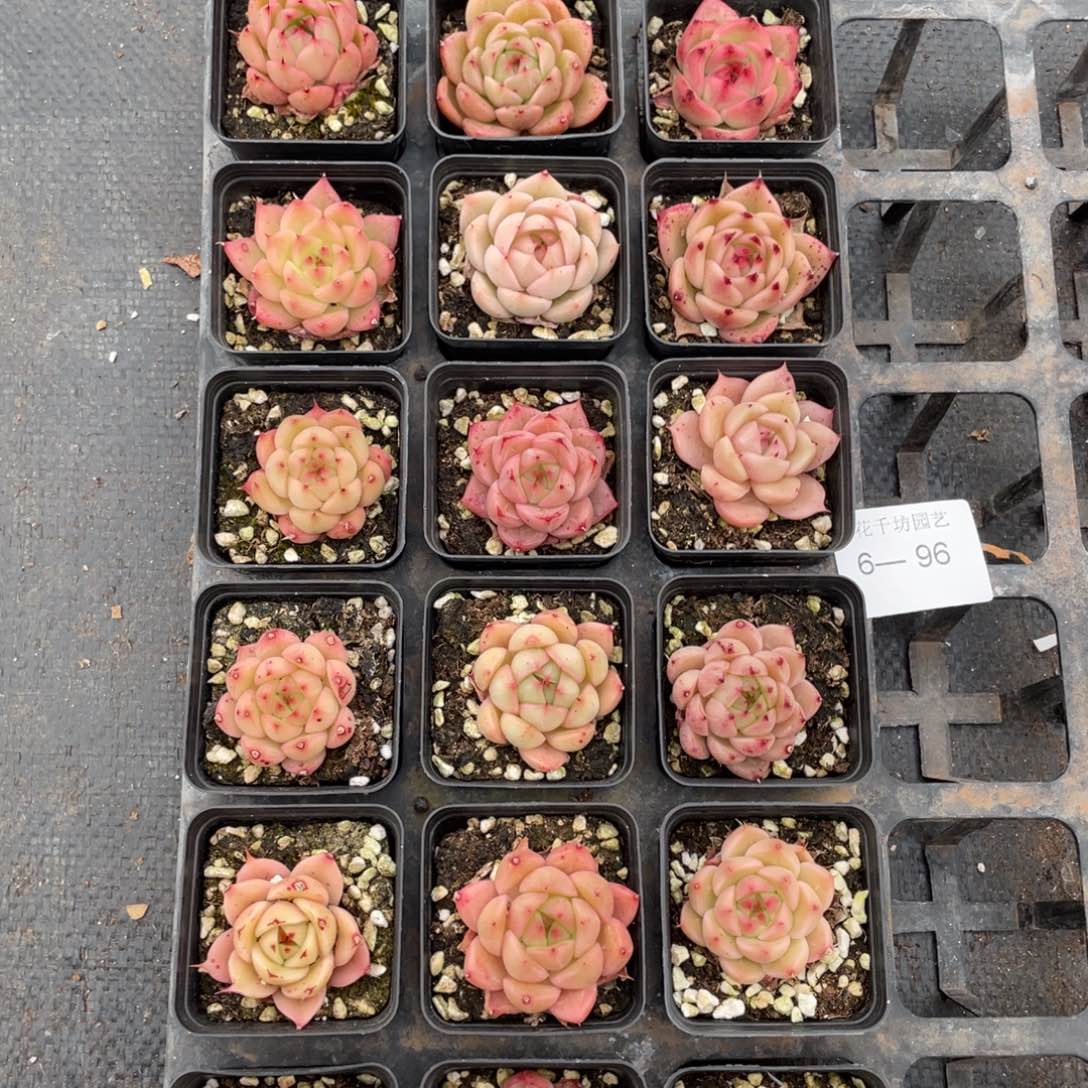 一物一拍18棵6-96