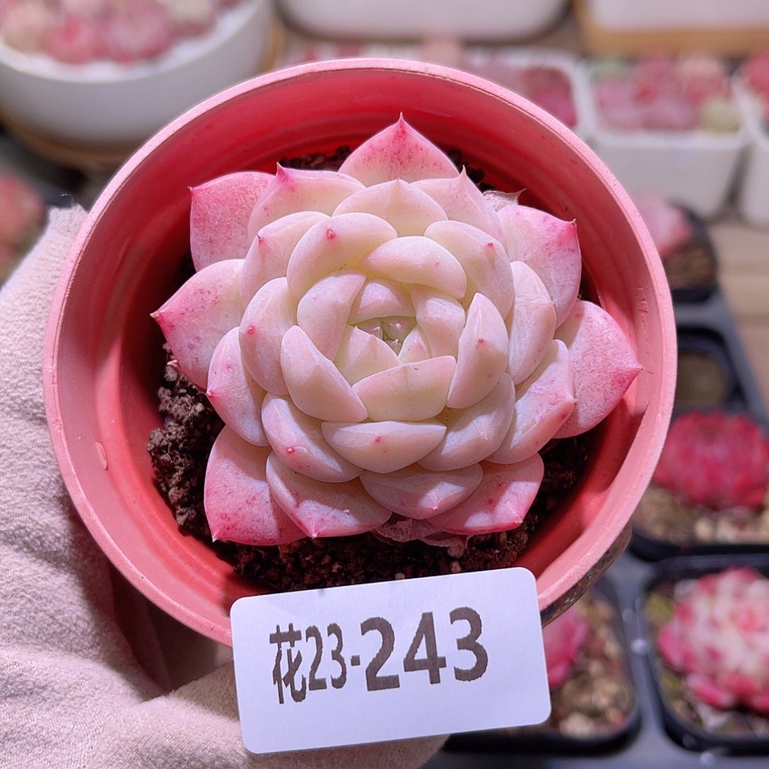 花利美23-243白桃汽水