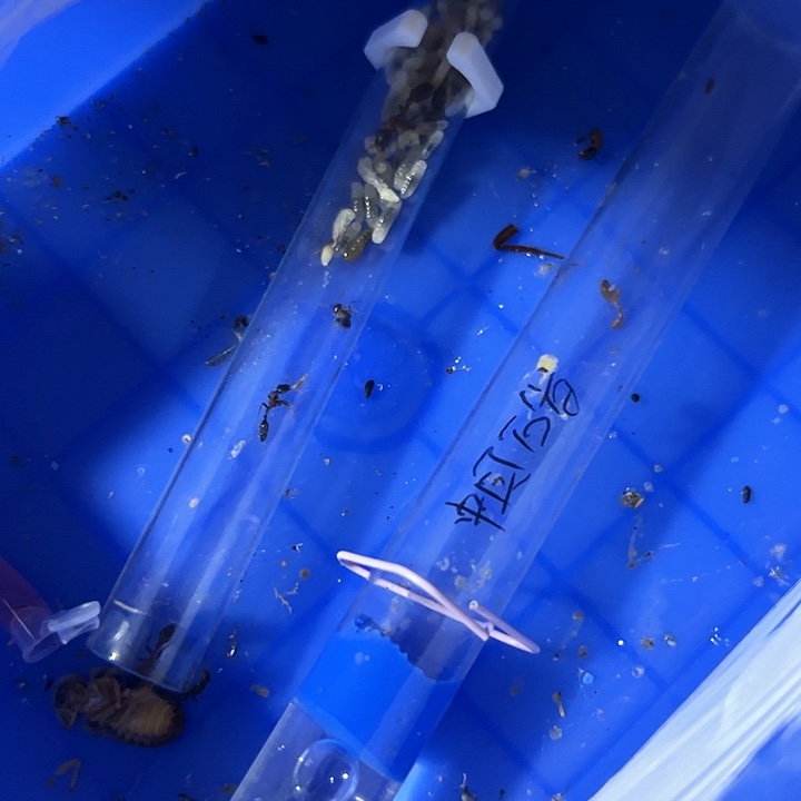 红黑惨后如图一样