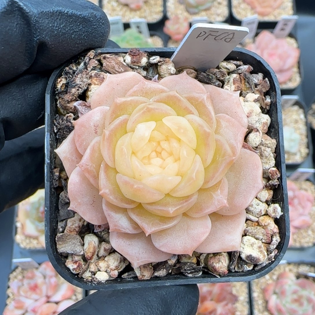 雾***浅纯爱专拍   5厘米盆