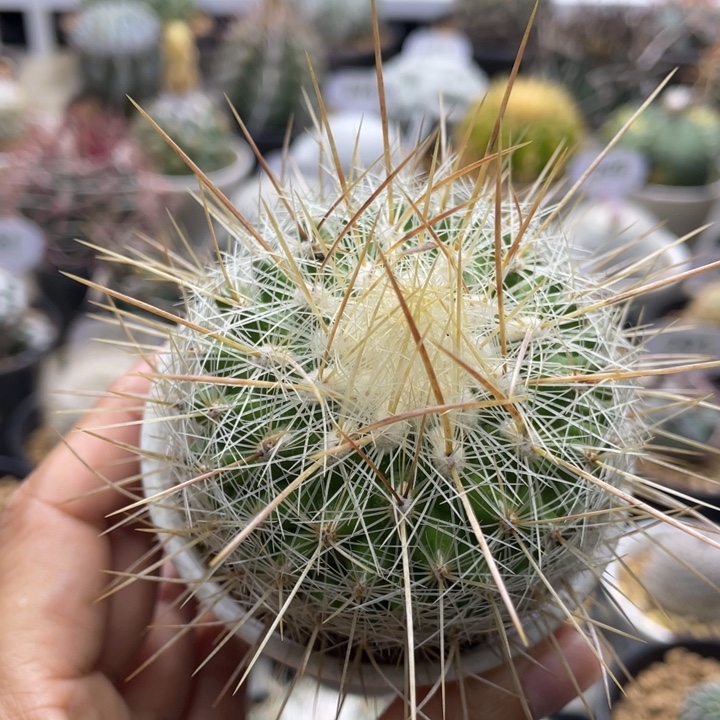 太白丸         实生根