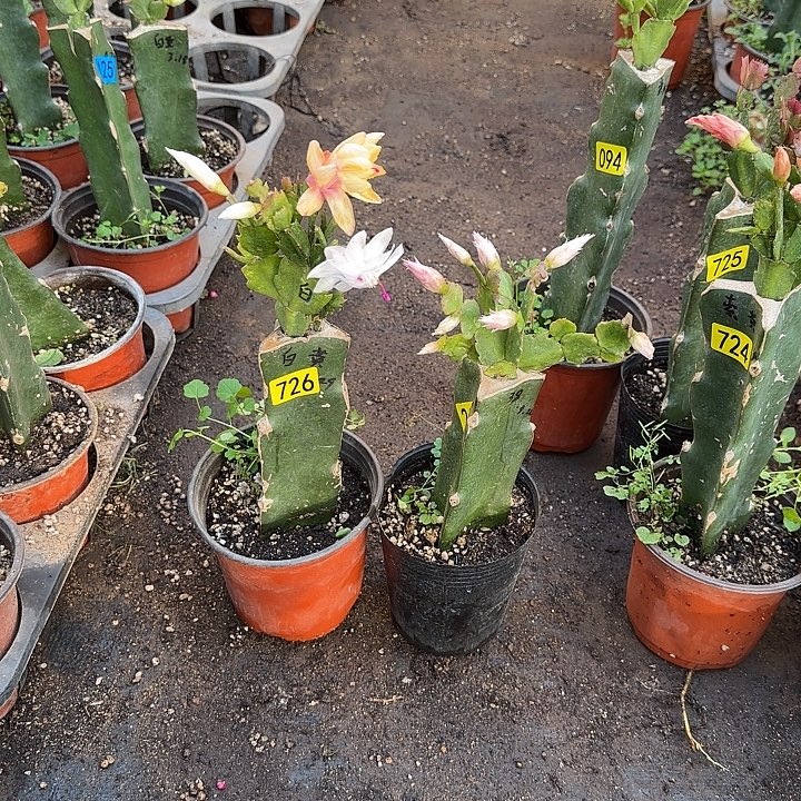 726+242嫁接蟹爪兰：黄白+038