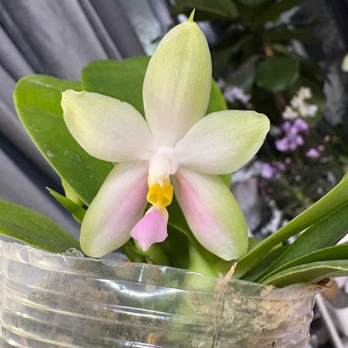 粉贝 7寸 (开花株)