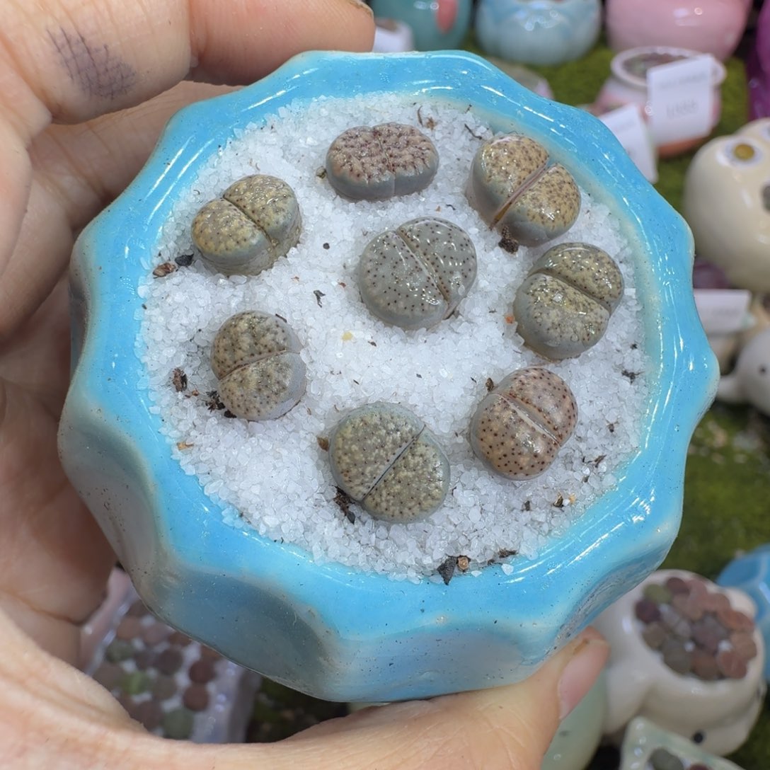 多肉植物福利冲1370