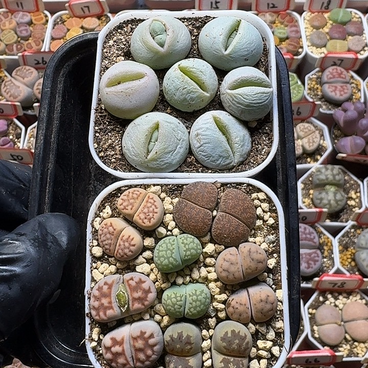 生石花111111。   无售后。  213