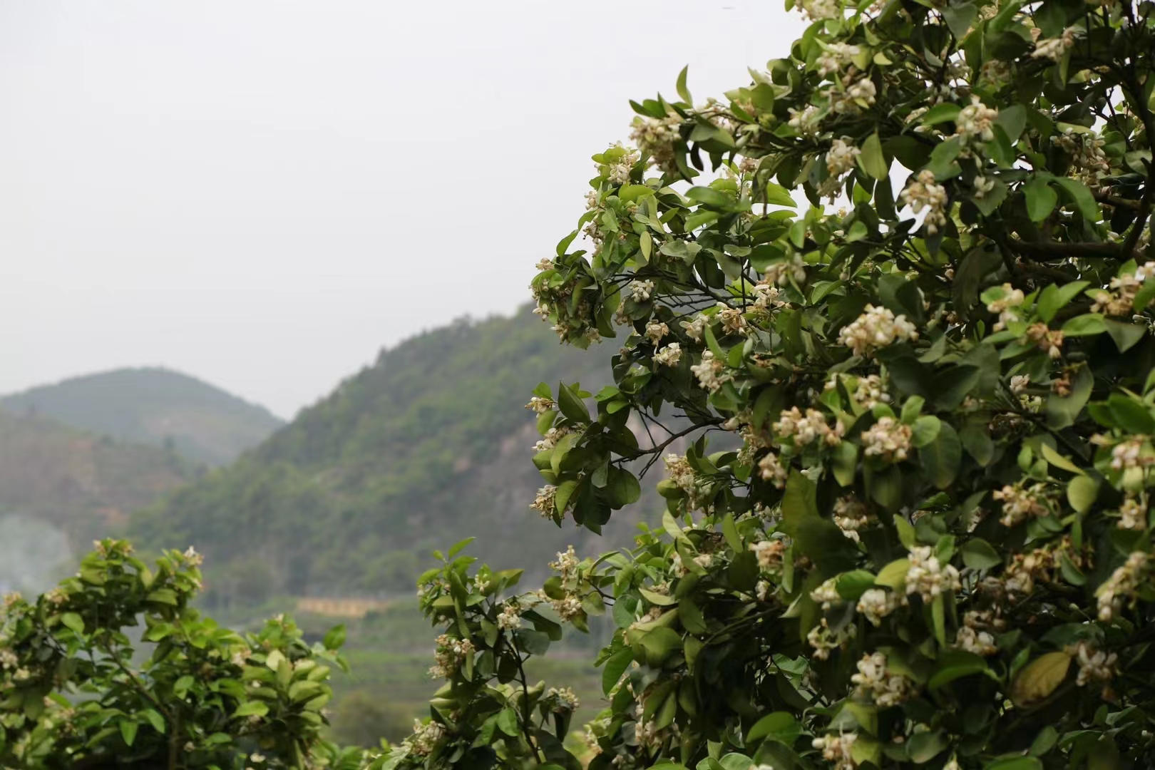 于老师茶堂-618宠粉福利品鉴29号