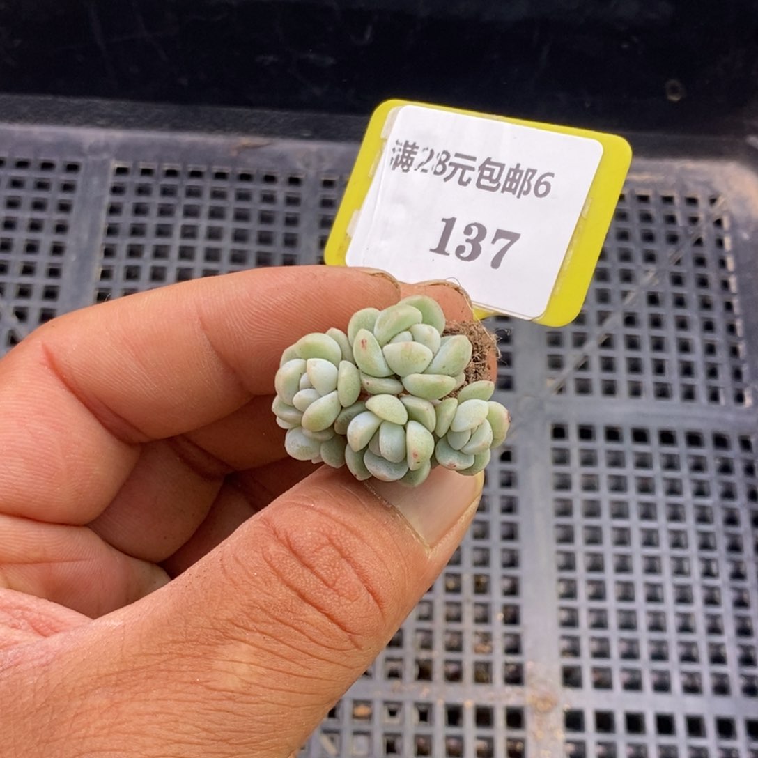 6137冰玉小树多肉植物