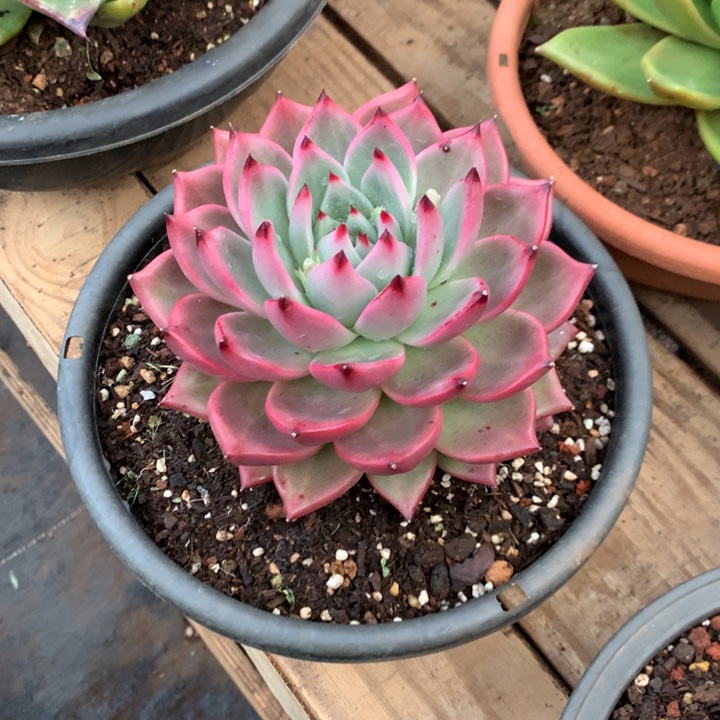 美肉特价活动开始啦