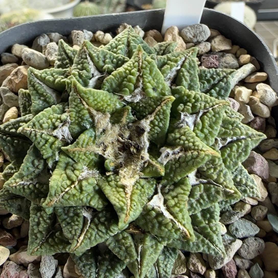 A180自根大尤黑牡丹