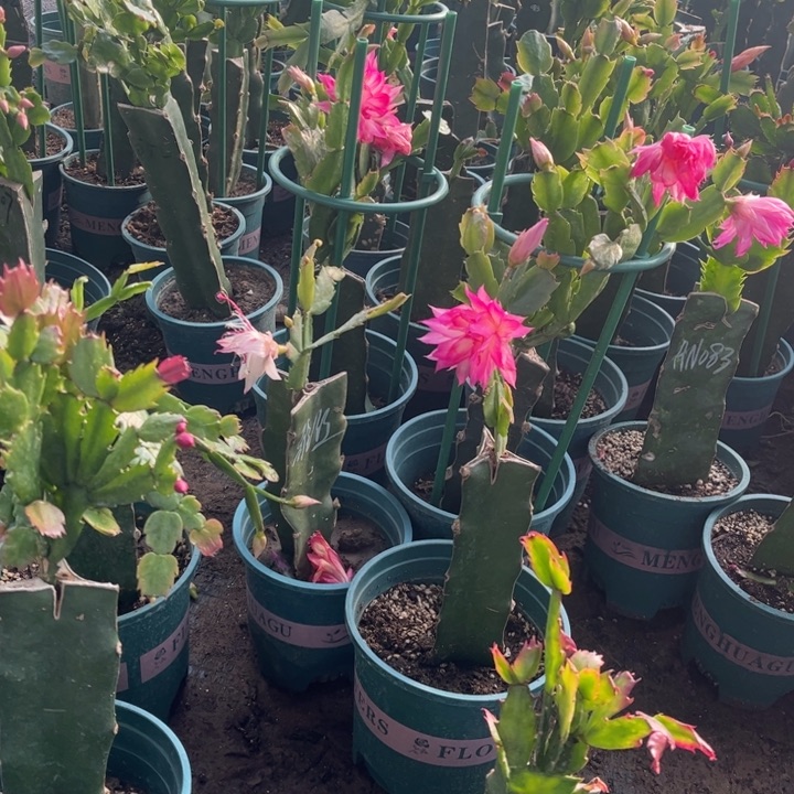 040➕红桑巴两颗带盆带架