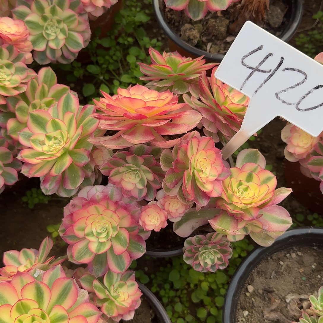 4120倾城多肉法师多肉