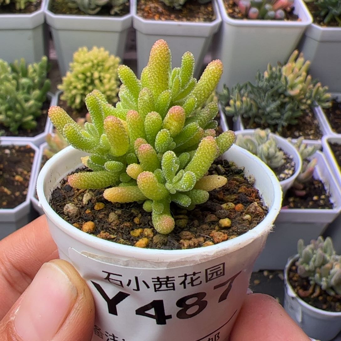 多肉植物米冰枝干