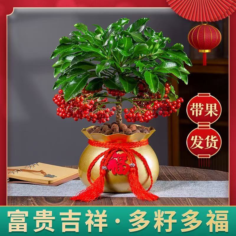 富贵籽盆栽金玉满堂黄金万两室内客厅招财绿植四季常青好养年宵花