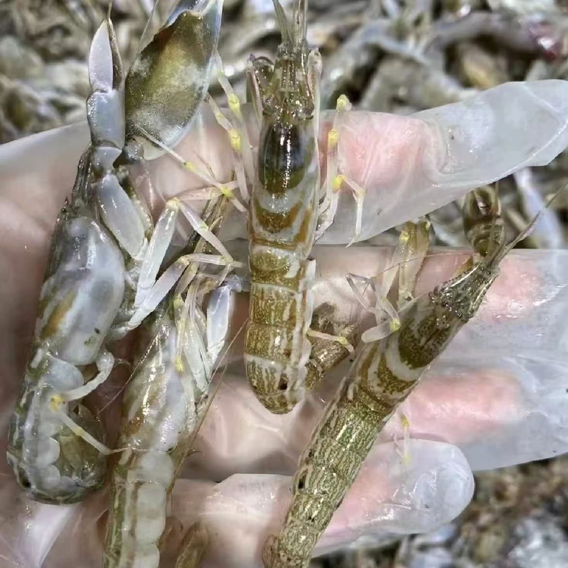 芬姐海鲜 温岭叮当虾甲板虾鲜明鼓虾超低温活冻3斤