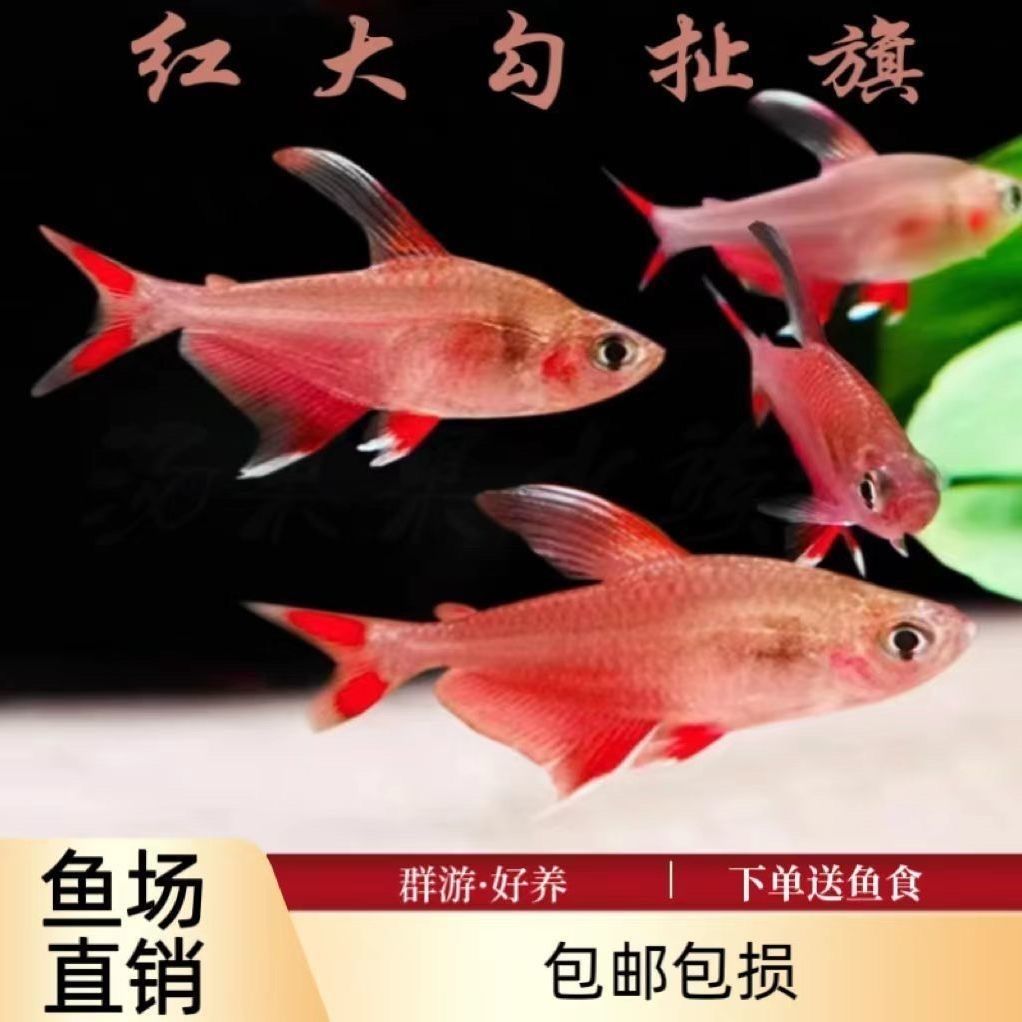 粉红大勾扯旗鱼鱼缸观赏鱼彩虹工具南美旗易游鱼孔雀鱼热带灯科鱼
