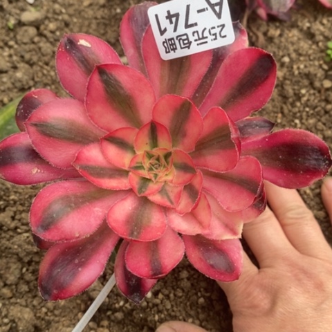 741嫁接爱丽丝满25包邮多肉