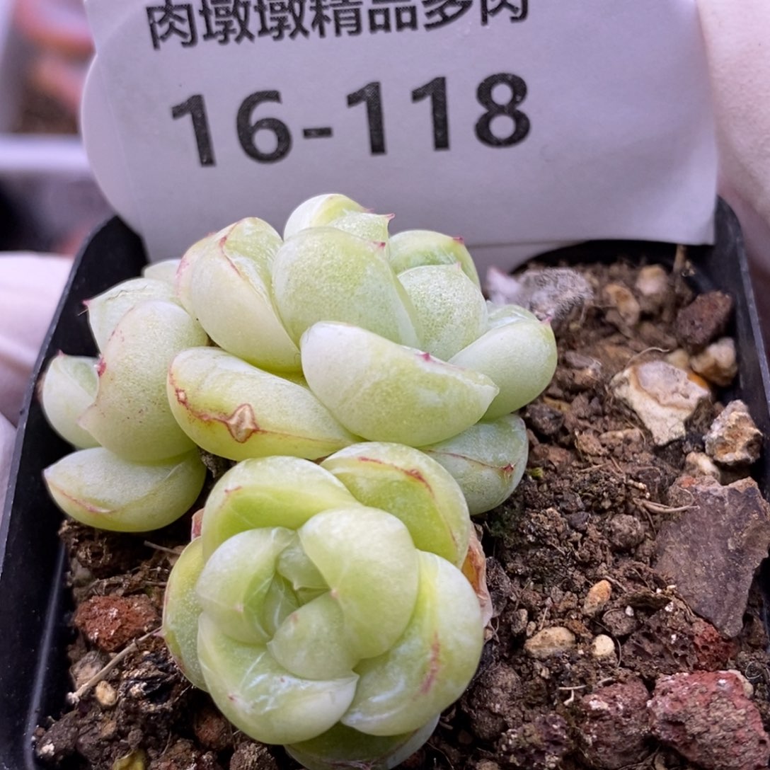【闪购商品】16-110胖虎