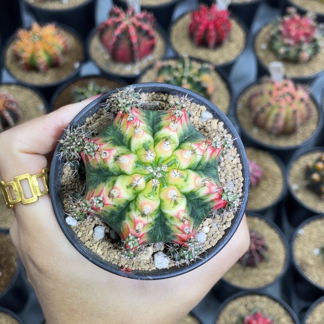 米哈星球0000000005