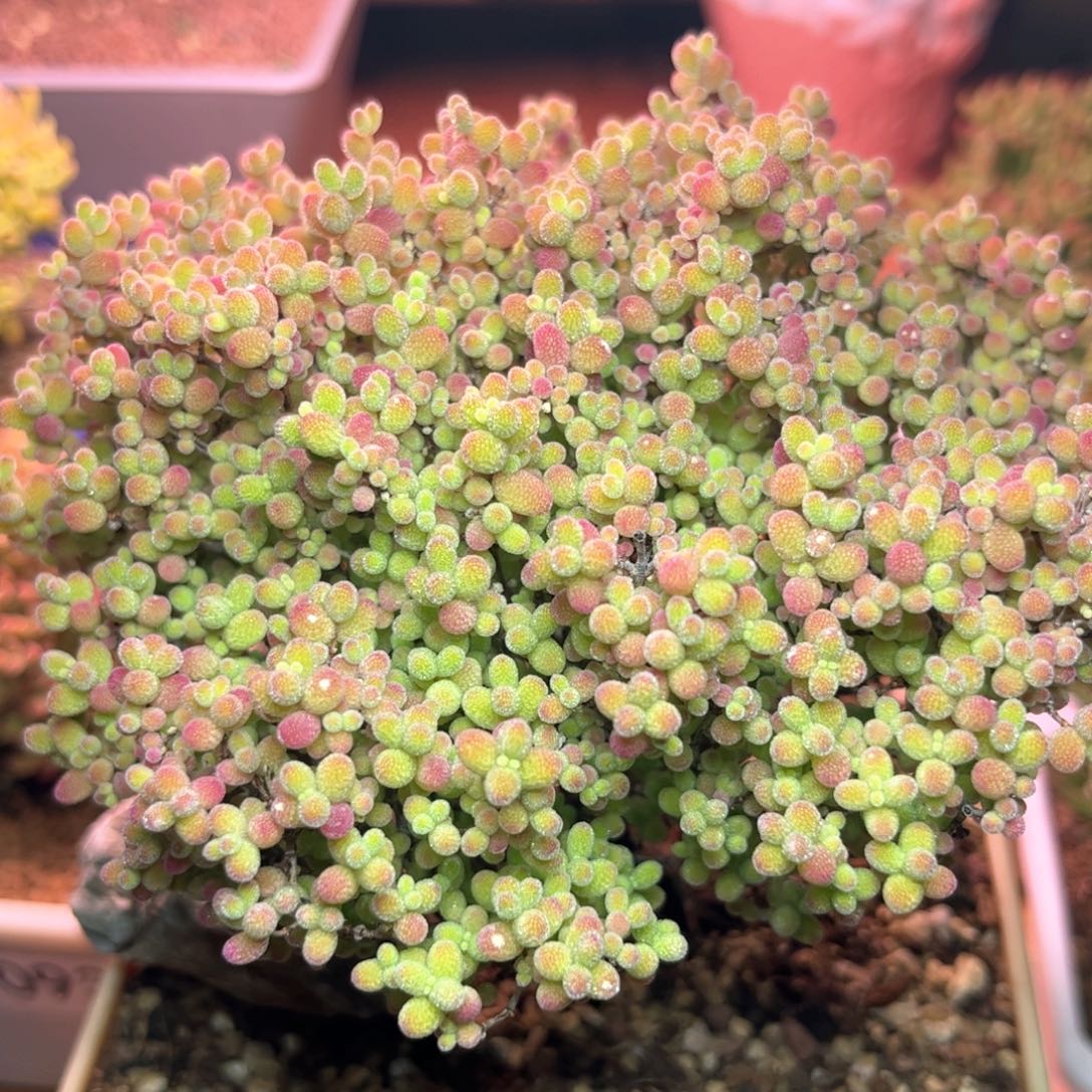 081蜜桔可爱多肉植物