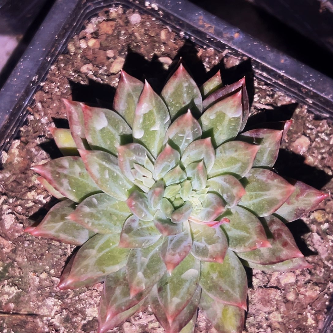 桔云多肉美人精品系列