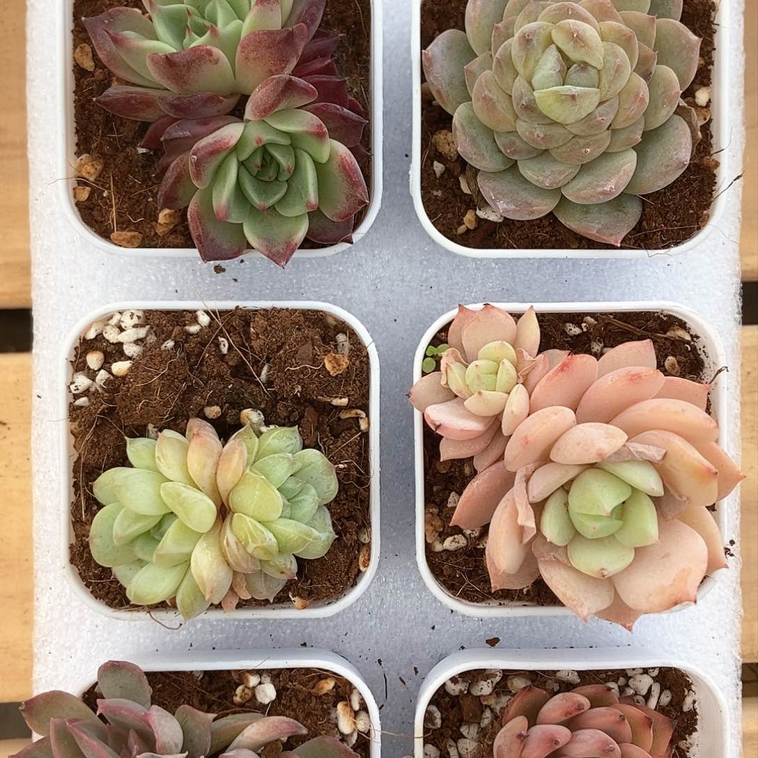 6颗一单包邮4592