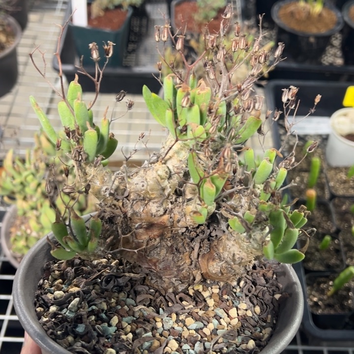 万物想产地多肉植物