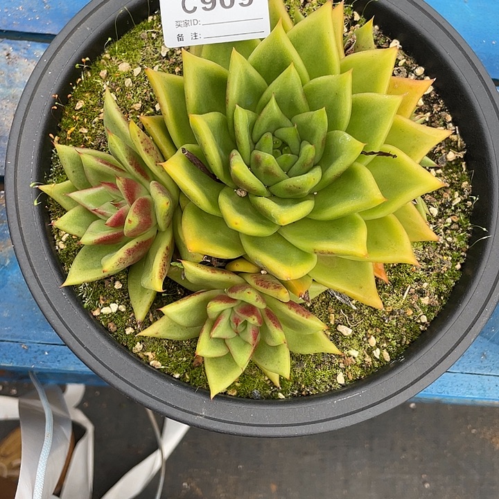 若如东云单拍C909