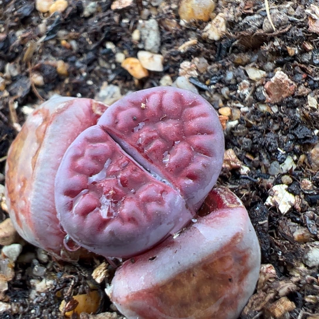 2.3好看的多肉a274