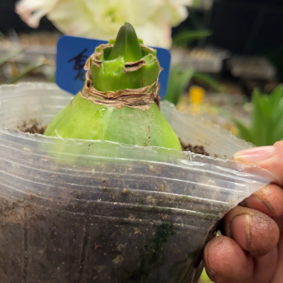 稳***福鬼魅朱顶红带盆发货