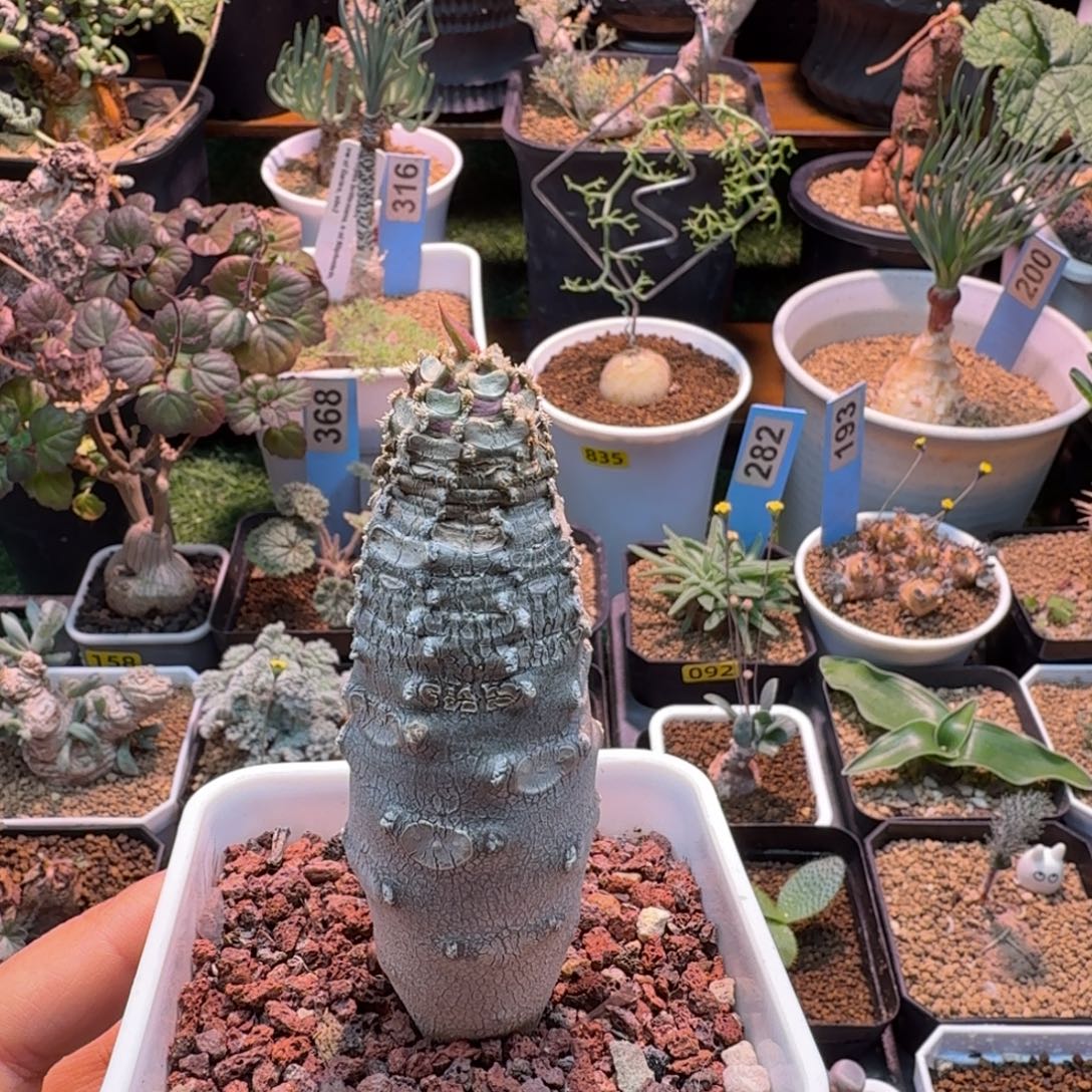 安卡大戟456 仙人掌