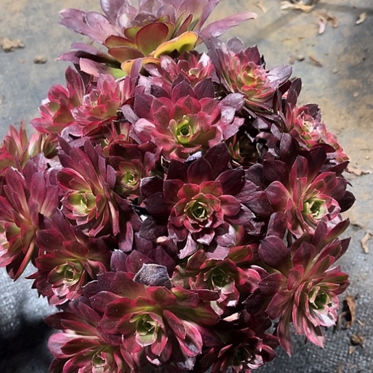 多肉植物安娜锦150